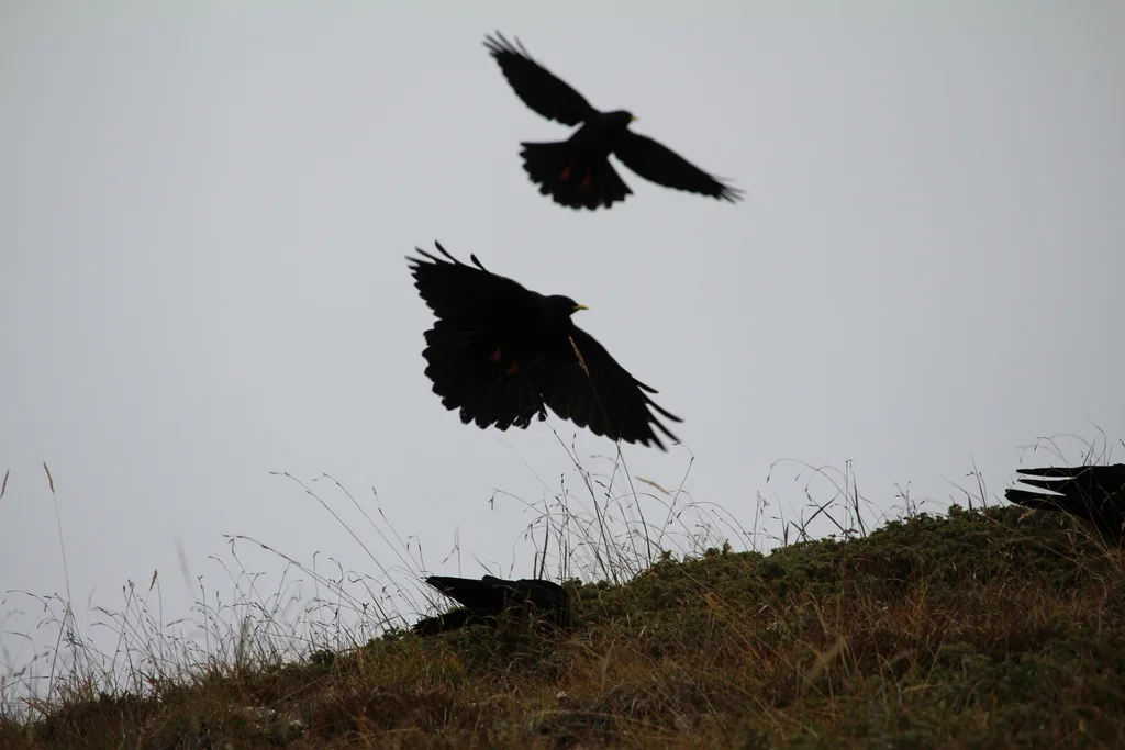 黄嘴山鸦(Pyrrhocorax graculus)