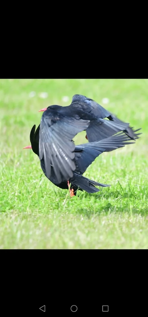 红嘴山鸦（Pyrrhocorax pyrrhocorax）