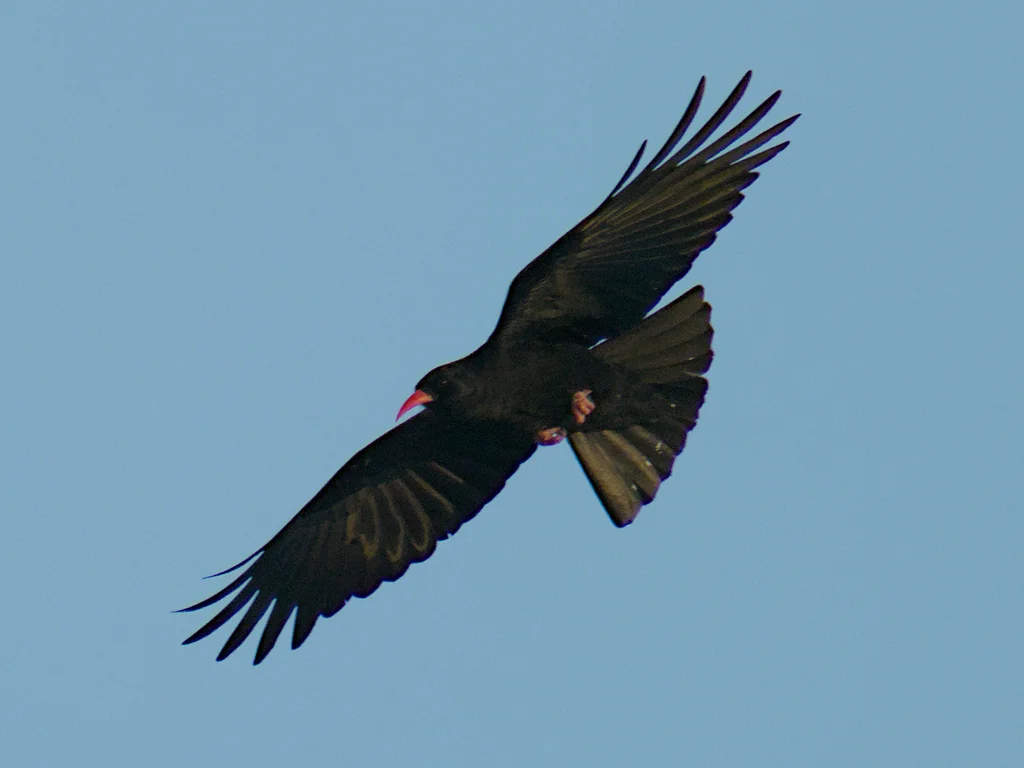 红嘴山鸦（Pyrrhocorax pyrrhocorax）