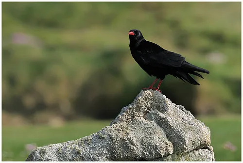 红嘴山鸦（Pyrrhocorax pyrrhocorax）
