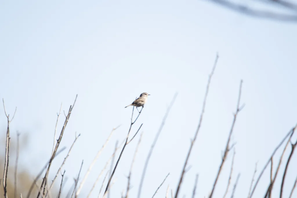 红喉刺莺(Pyrrholaemus brunneus)