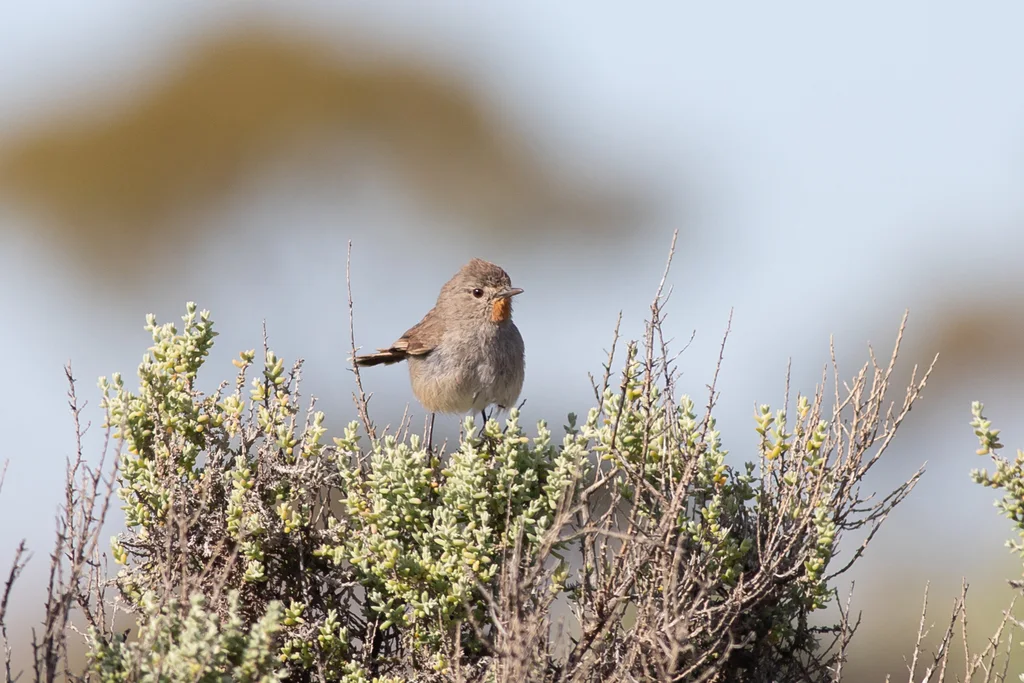 红喉刺莺(Pyrrholaemus brunneus)