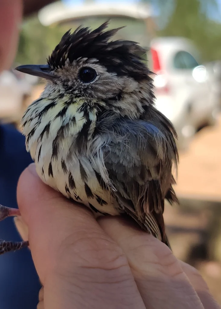 斑刺莺(Pyrrholaemus sagittatus)
