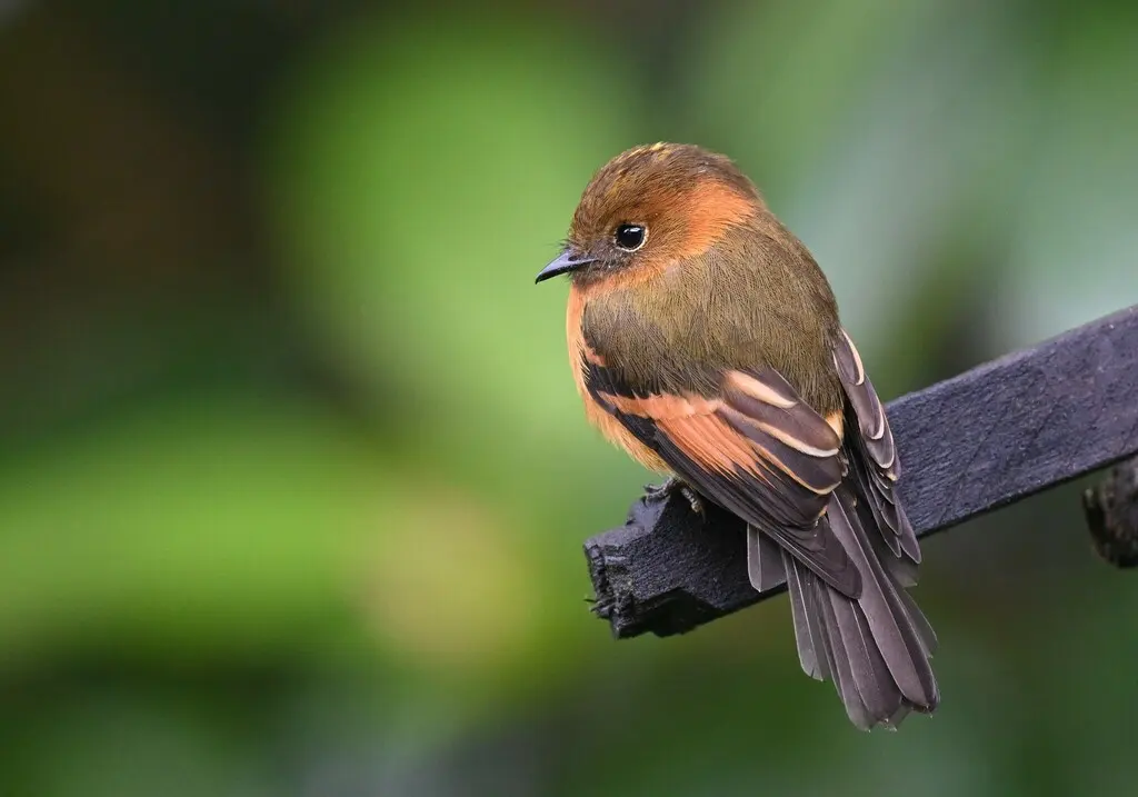 桂红霸鹟(Pyrrhomyias cinnamomeus)