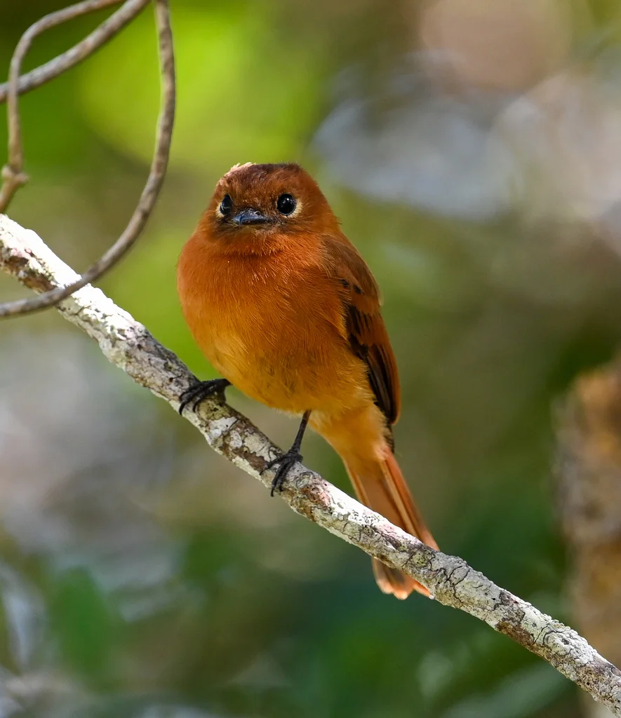 桂红霸鹟(Pyrrhomyias cinnamomeus)