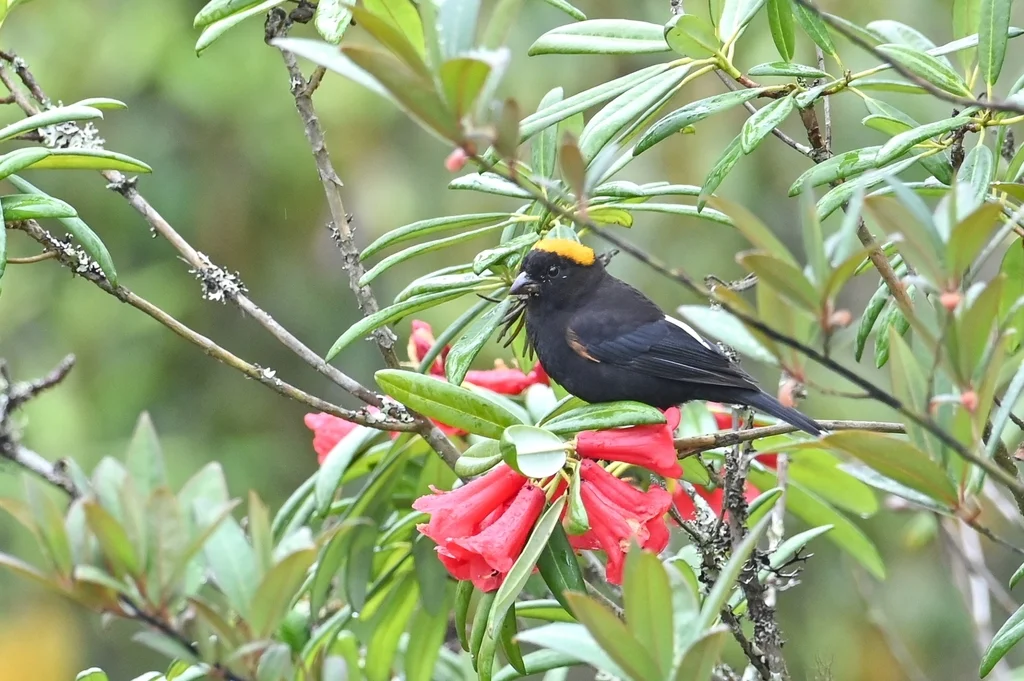 金枕黑雀(Pyrrhoplectes epauletta)