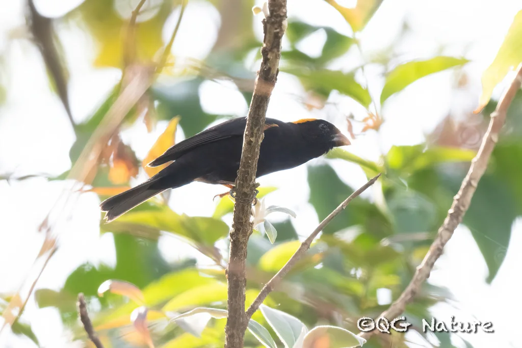 金枕黑雀(Pyrrhoplectes epauletta)