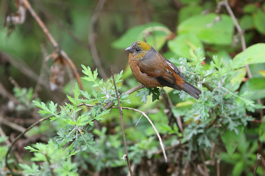 金枕黑雀(Pyrrhoplectes epauletta)