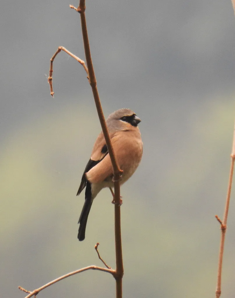 灰头灰雀（Pyrrhula erythaca）