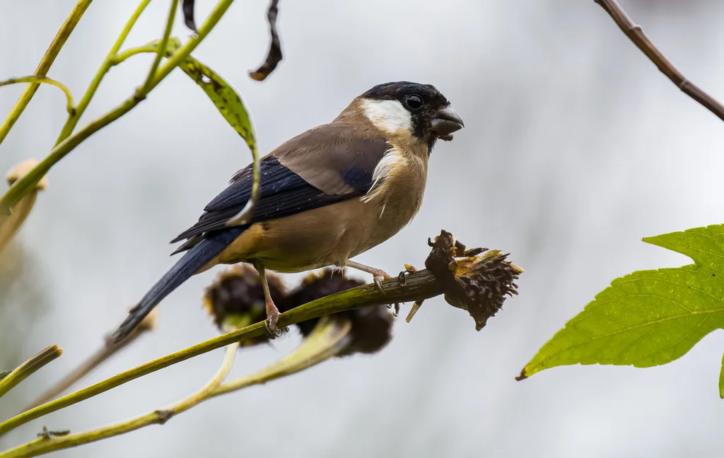 白颊灰雀(Pyrrhula leucogenis)