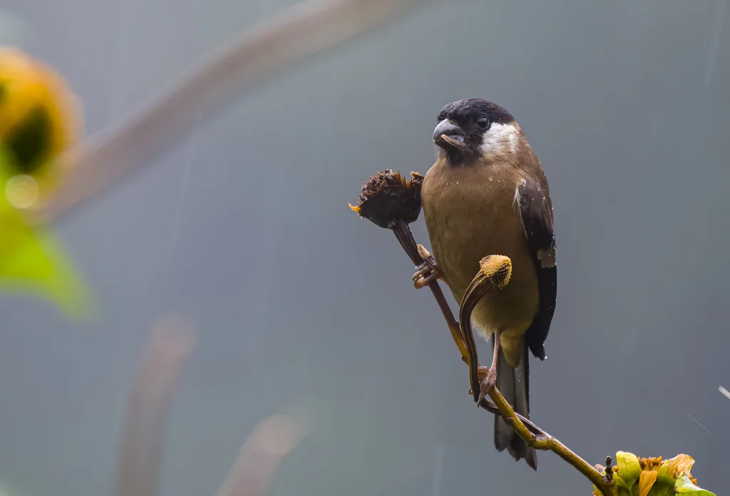 白颊灰雀(Pyrrhula leucogenis)