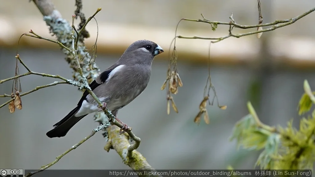 褐灰雀(Pyrrhula nipalensis)