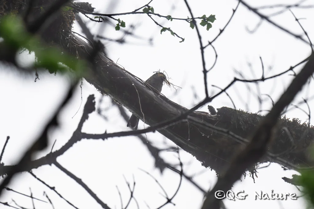 褐灰雀(Pyrrhula nipalensis)