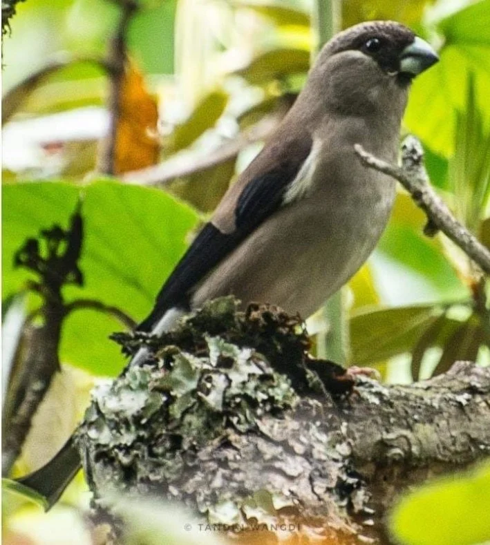 褐灰雀(Pyrrhula nipalensis)