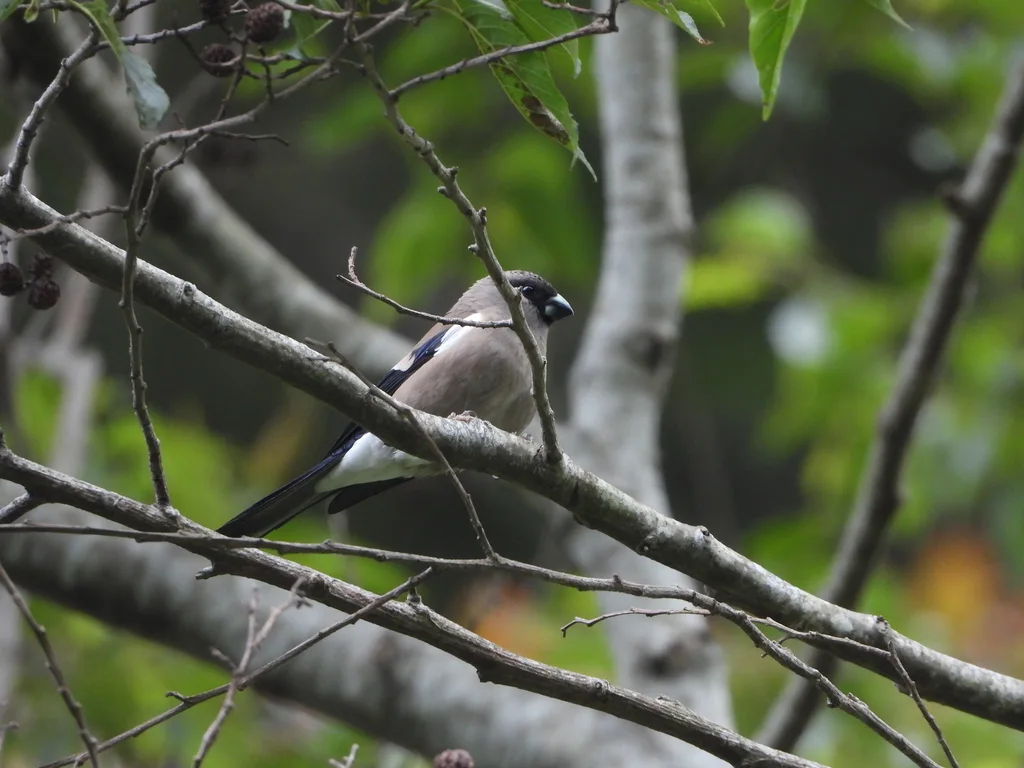 褐灰雀(Pyrrhula nipalensis)