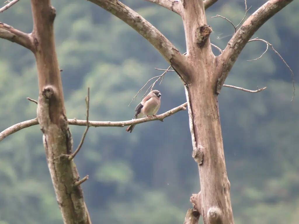 褐灰雀(Pyrrhula nipalensis)
