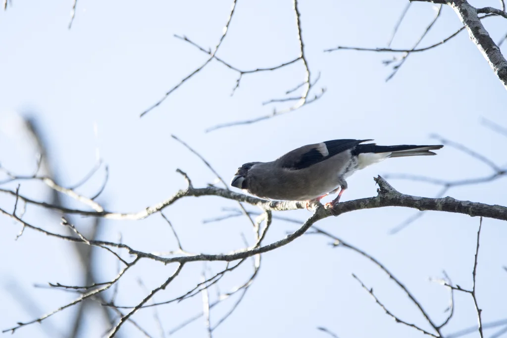 褐灰雀(Pyrrhula nipalensis)