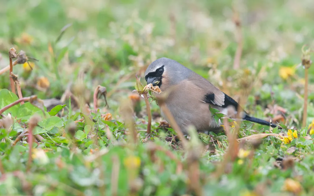 台湾灰头灰雀(Pyrrhula owstoni)