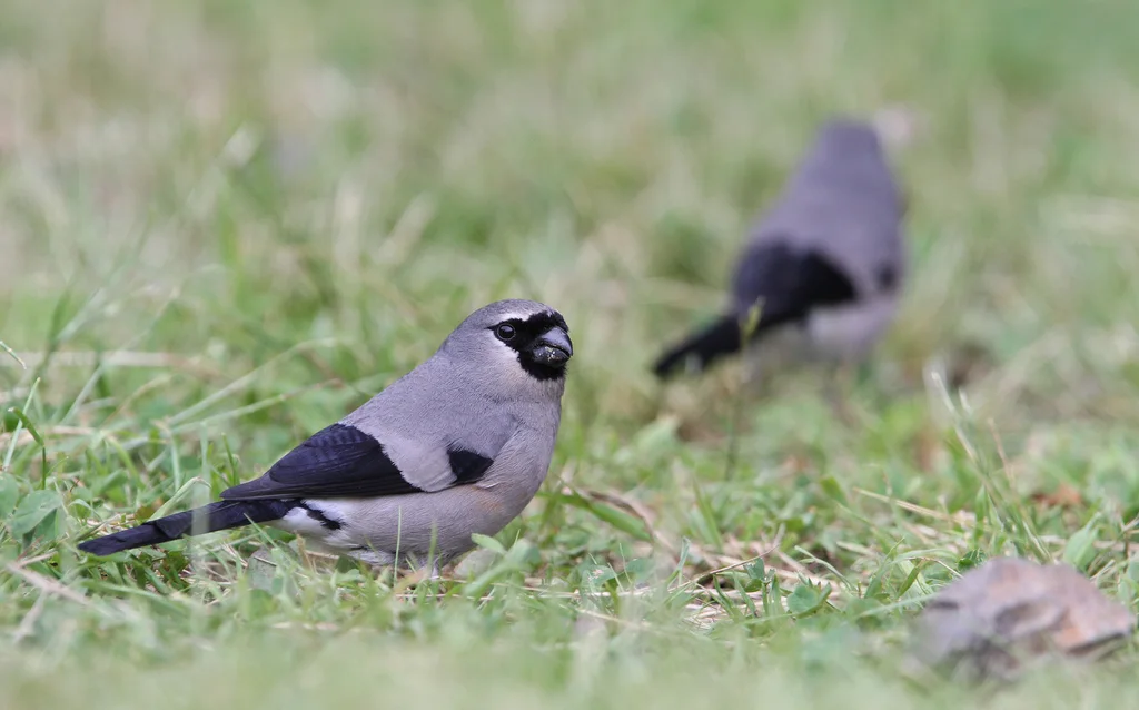 台湾灰头灰雀(Pyrrhula owstoni)