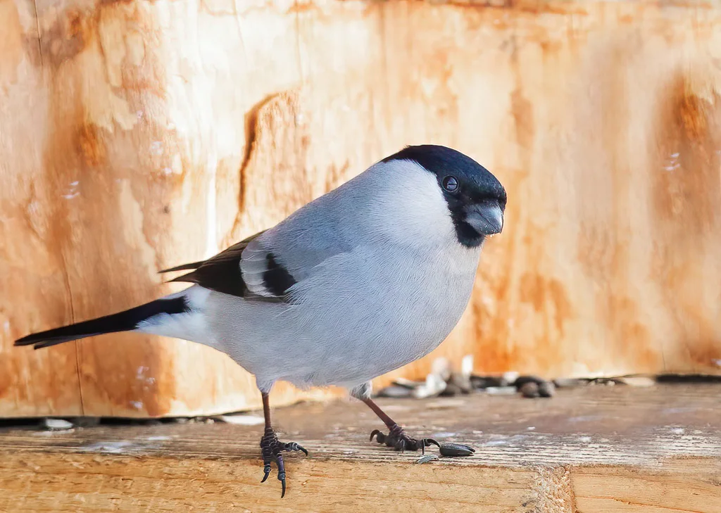 红腹灰雀(Pyrrhula pyrrhula)