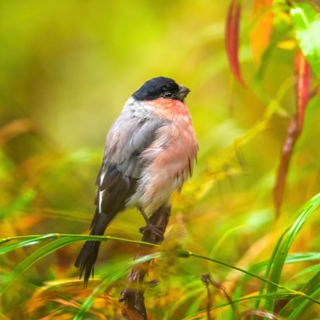 红腹灰雀(Pyrrhula pyrrhula)