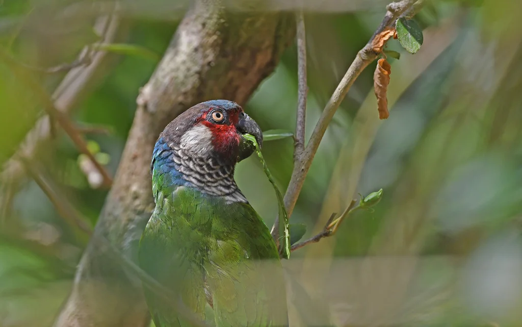 Pyrrhura caeruleiceps(Pyrrhura caeruleiceps)