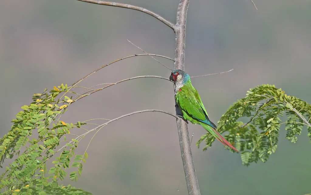 Pyrrhura caeruleiceps(Pyrrhura caeruleiceps)