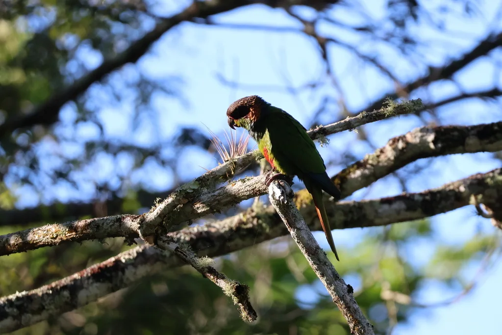 蓝喉鹦哥（Pyrrhura cruentata）