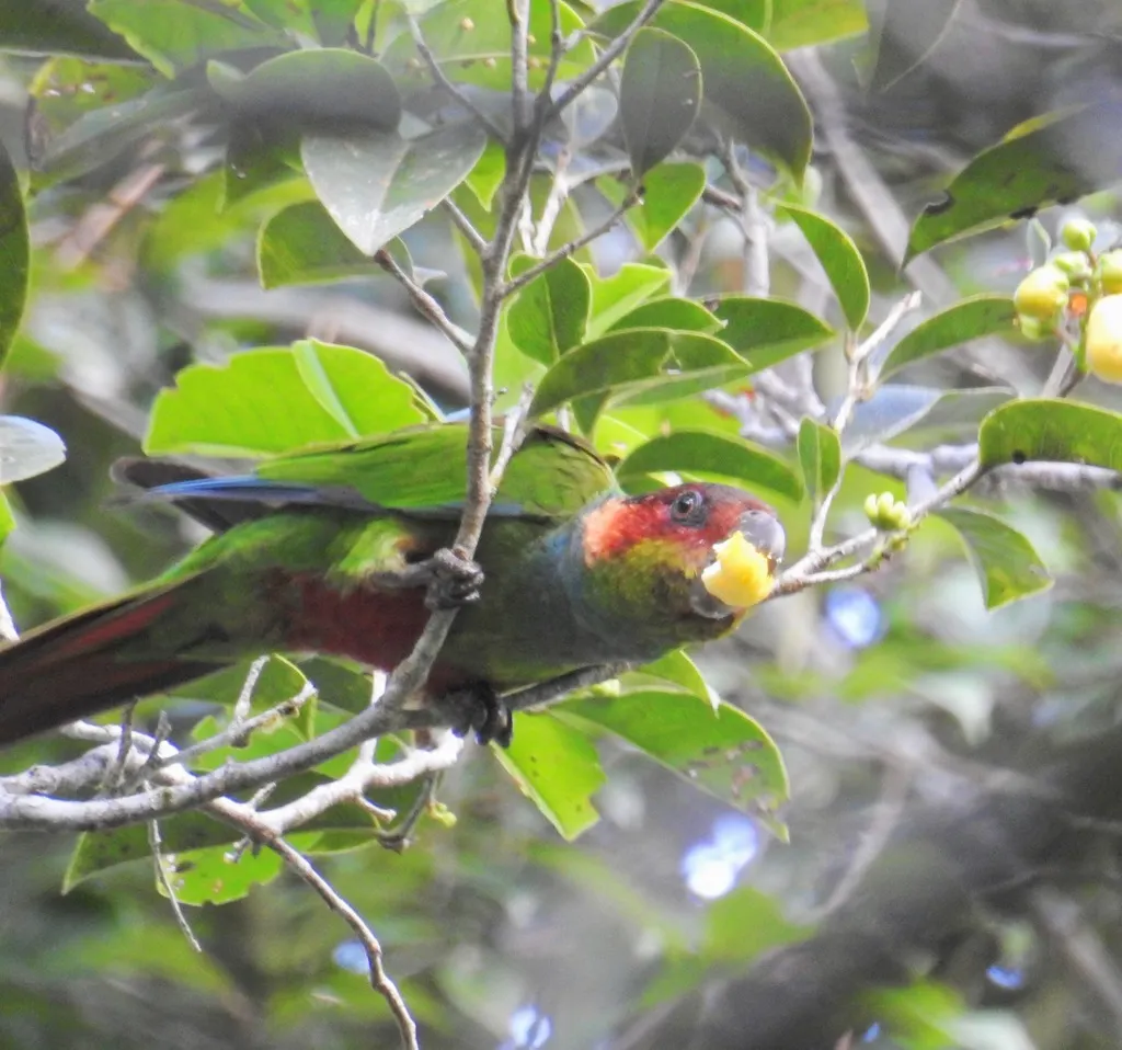 蓝喉鹦哥（Pyrrhura cruentata）