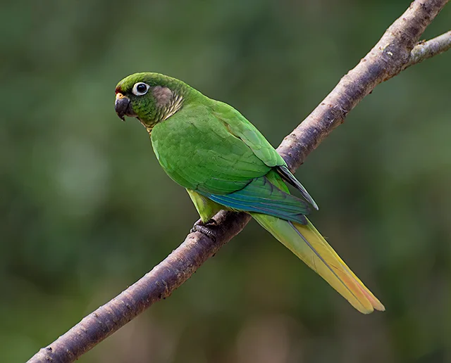 红腹鹦哥(Pyrrhura frontalis)