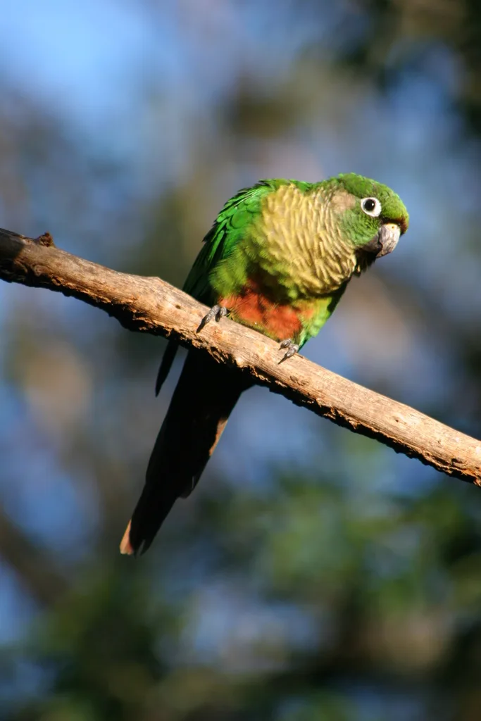 红腹鹦哥(Pyrrhura frontalis)