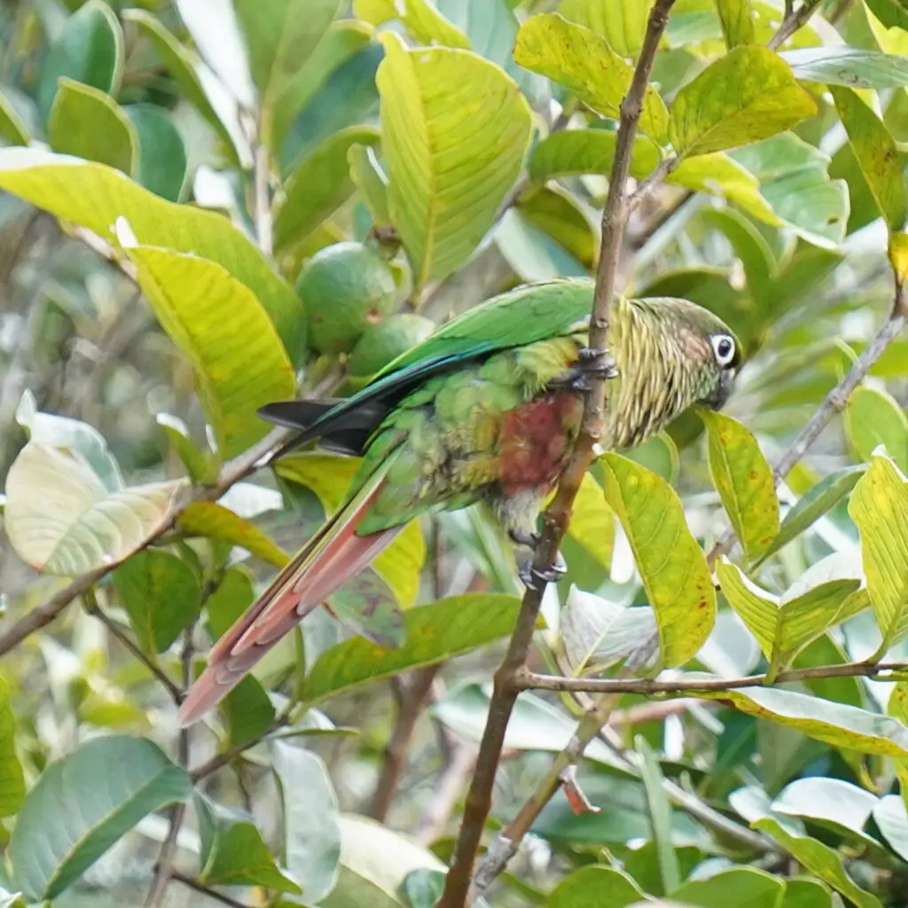红腹鹦哥(Pyrrhura frontalis)