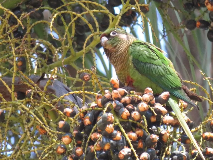 红腹鹦哥(Pyrrhura frontalis)
