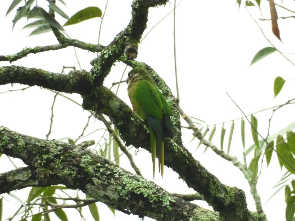 红腹鹦哥(Pyrrhura frontalis)