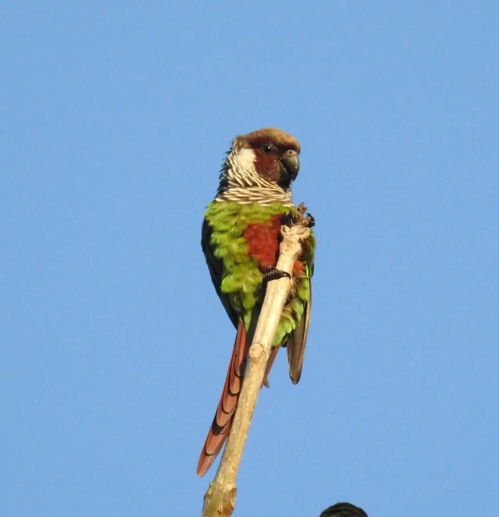 栗腹鹦哥(Pyrrhura griseipectus)