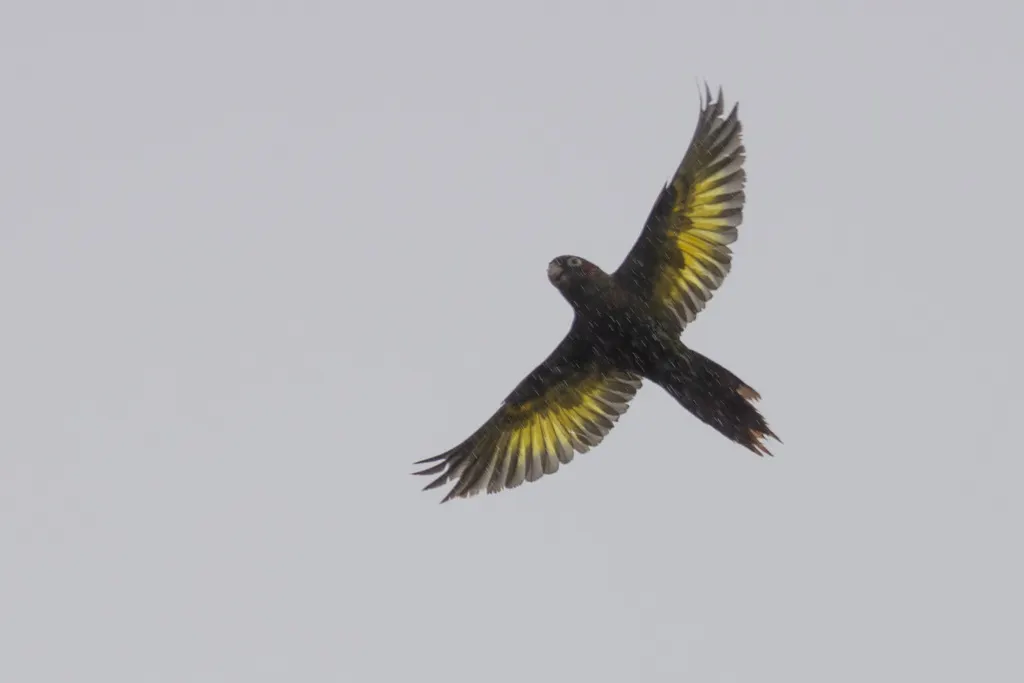 黄翅鹦哥(Pyrrhura hoffmanni)