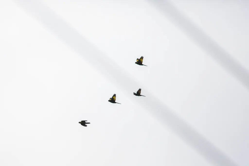 黄翅鹦哥(Pyrrhura hoffmanni)