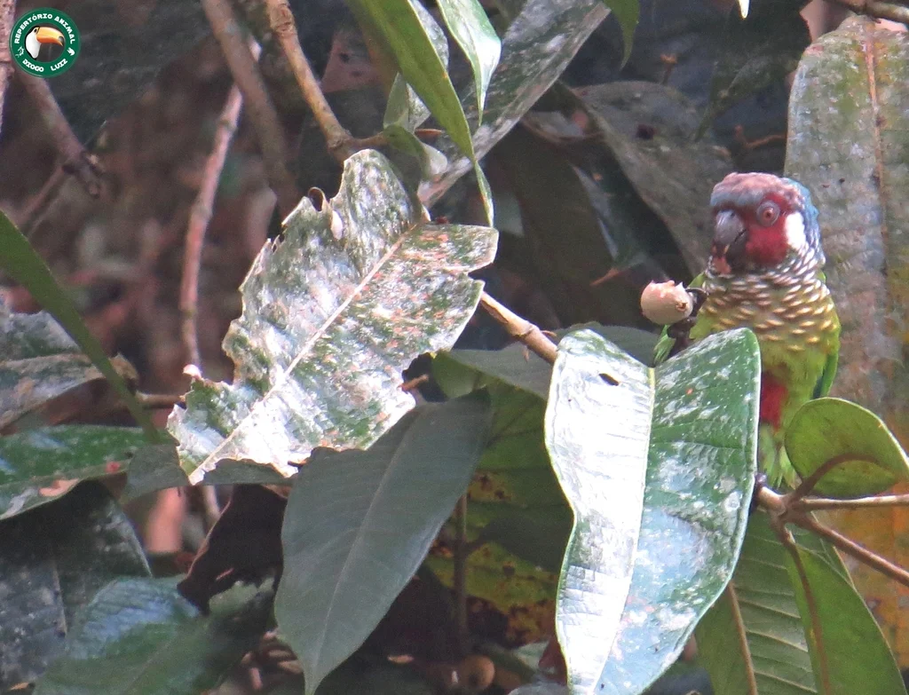 白耳鹦哥(Pyrrhura leucotis)