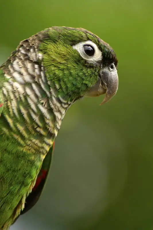 栗尾鹦哥(Pyrrhura melanura)