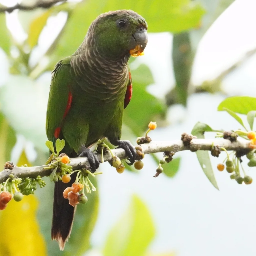 栗尾鹦哥(Pyrrhura melanura)