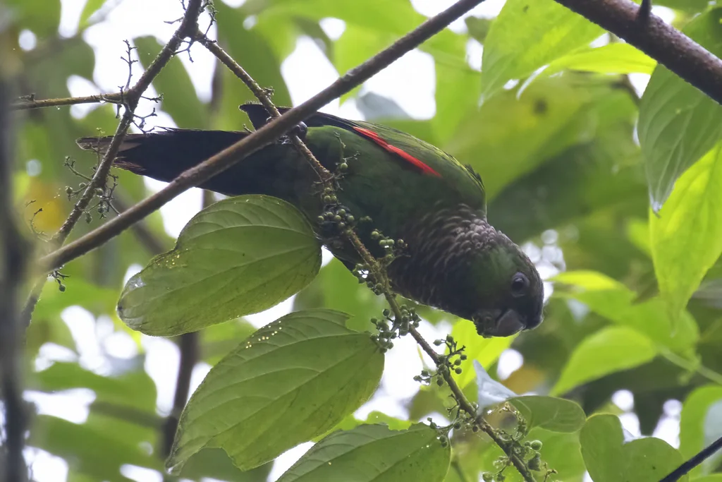 栗尾鹦哥(Pyrrhura melanura)