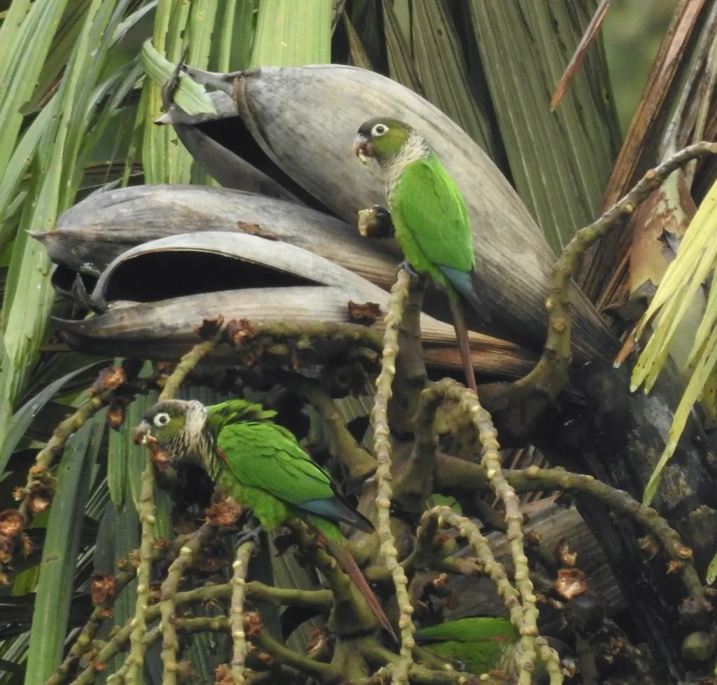 栗尾鹦哥(Pyrrhura melanura)