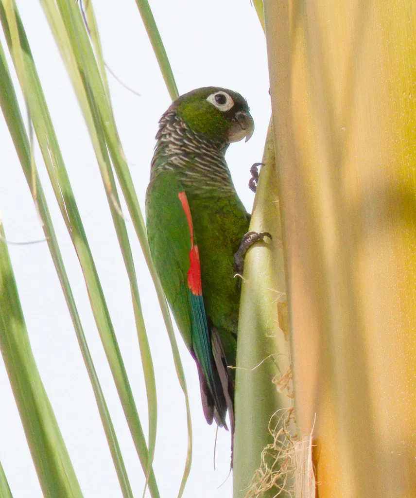 栗尾鹦哥(Pyrrhura melanura)