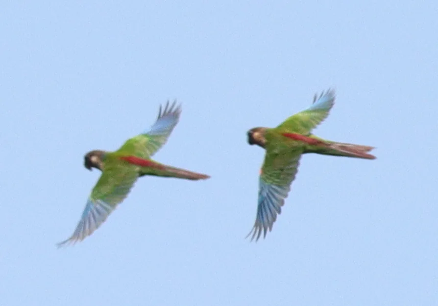 彩鹦哥（Pyrrhura picta）