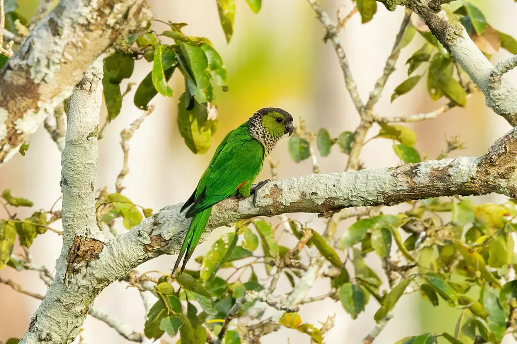 黑顶鹦哥（Pyrrhura rupicola）