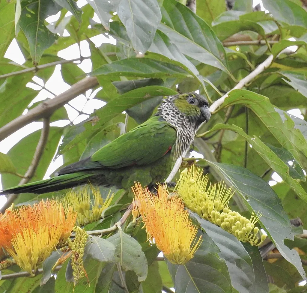 黑顶鹦哥（Pyrrhura rupicola）