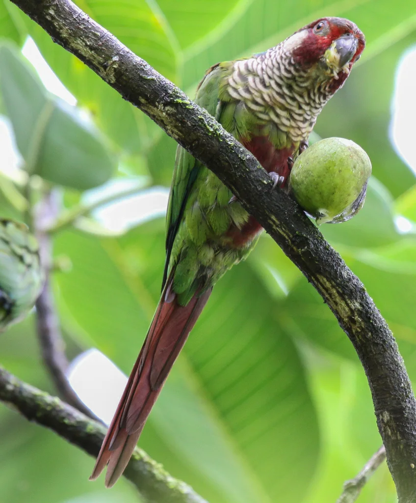 Pyrrhura subandina(Pyrrhura subandina)