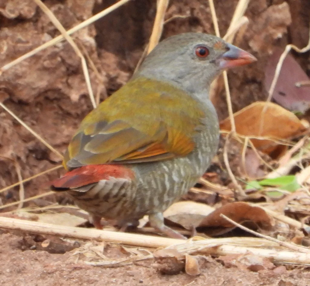 橙翅斑腹雀(Pytilia afra)
