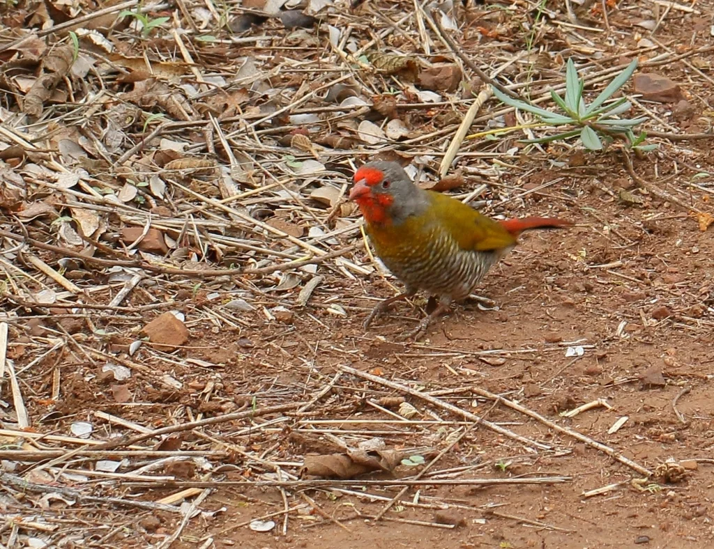 绿翅斑腹雀(Pytilia melba)