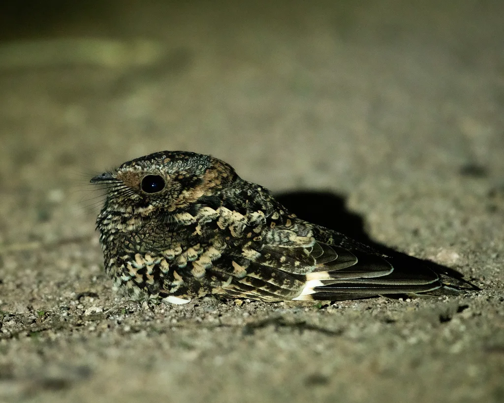 小斑翅夜鹰(Quechuavis decussata)